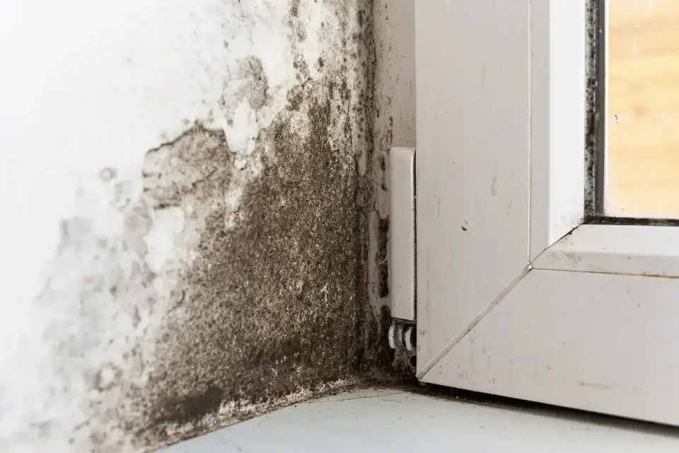 Leading Water Mitigation Experts in Ontario, CA — Ontario, CA